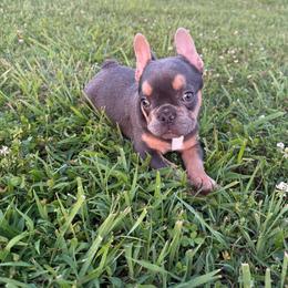 Walter - Tricolors male French Bulldog puppy in Neosho, Missouri from K2S Frenchies
