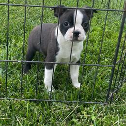Jake - Black brindle and white male Boston Terrier puppy in Fillmore, Illinois from Wind Hill Puppies