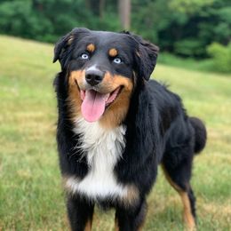 Sammy  - Australian Shepherd