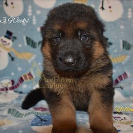 Yellow Collar - Black and red male German Shepherd puppy in Orlando, Florida from AceHaven Canines