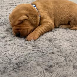 Inigo - Dark golden male Golden Retriever puppy in Salt Lake City, Utah from Soaring golden retrievers