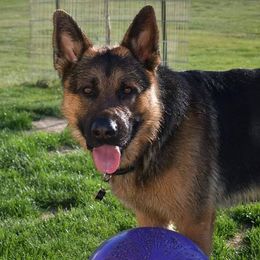 German Shepherds from Warhammer German Shepherds