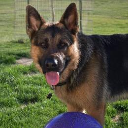German Shepherds from Warhammer German Shepherds