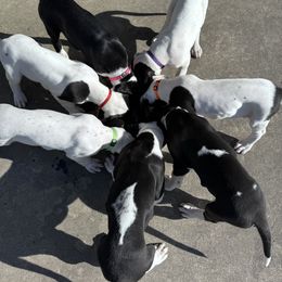 Great Dane Puppies from Blackmon Family Danes