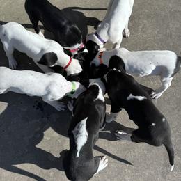 Great Dane Puppies from Blackmon Family Danes