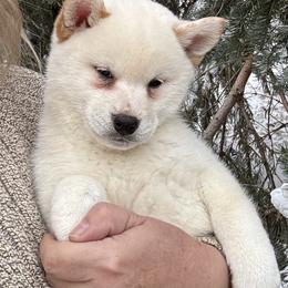 Sami - Cream male Shiba Inu puppy in Winthrop, Minnesota from Kayobi Shibas