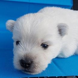 Blue Boy - White male West Highland White Terrier puppy in Macy, Indiana from Country Grove Breeding LLC