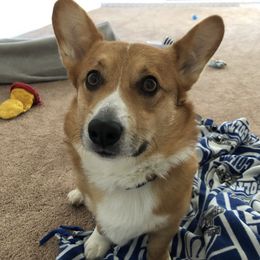 Pembroke Welsh Corgis from Hall Of Fame Corgis