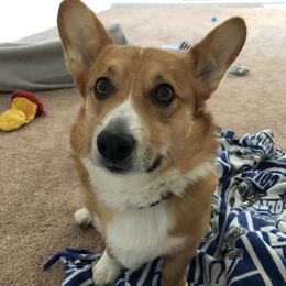 Pembroke Welsh Corgis from Hall Of Fame Corgis