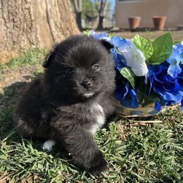 Pomeranian Puppies from Royal Paws Of Colorado