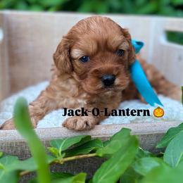Jack-O-Lantern - Red male Cavapoo puppy in Herriman, Utah from Gypsi Doodles & Poodles LLC.