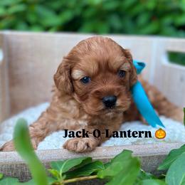 Jack-O-Lantern - Red male Cavapoo puppy in Herriman, Utah from Gypsi Doodles & Poodles LLC.