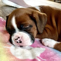 Piper - Fawn female Boxer puppy in Marianna, Florida from Northwest Florida Boxers