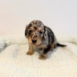 Black and cream dapple boy - Dapple male Dachshund puppy in Beaver, Pennsylvania from Meaden’s Mini Dachshunds