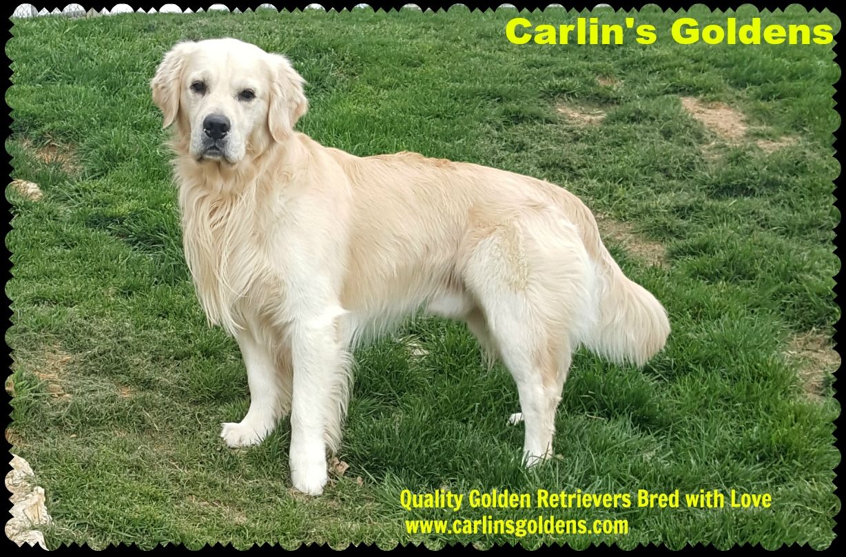 Livingston english cream golden sales retrievers