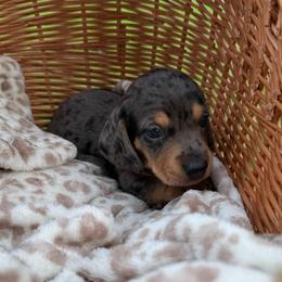 Gucci - Dapple male Dachshund puppy in Ecru, Mississippi from Toddy Kennels
