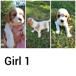 Girl 1 - Cavalier King Charles Spaniel puppy in Stilwell, Oklahoma from Parker's Pups