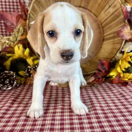 Hazel - Brown white and tan female Beagle puppy in Katy, Texas from Houston’s Howlin’ Hounds