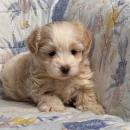 Ross - Cream male Maltipoo puppy in Bakersfield, California from Silvia's Maltipoos