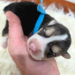 Blue female - Black and tan female Pembroke Welsh Corgi puppy in Wayne City, Illinois from Lash Livestock & Corgis