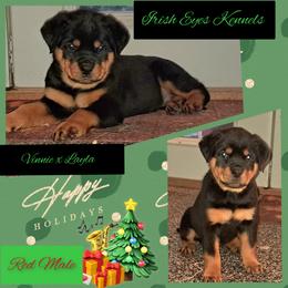 Boy 3 - Black and mahogany male Rottweiler puppy in De Witt, Iowa from Irish Eyes Kennels
