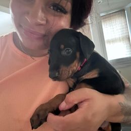 Doberman Pinscher Puppies from Aaliyah’s Dobies