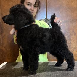 Girl 2 - Black female Poodle puppy in Huntsville, Texas from Antigua Standard Poodles