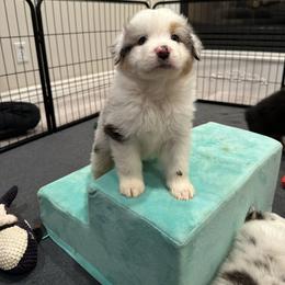 Australian Shepherd Puppies from Star Aussies