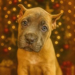 Bramble - Gray and fawn male Cane Corso puppy in Russellville, Missouri from Soaring Royalty Canines LLC