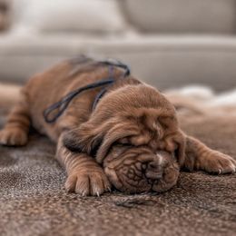 Bloodhounds from Hat Creek Kennel