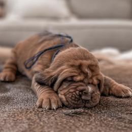 Bloodhounds from Hat Creek Kennel