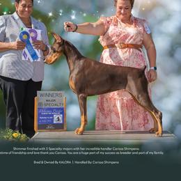 SHIMMER - Doberman Pinscher