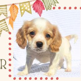 River - Blenheim male Cavapoo puppy in Oak Island, North Carolina from Double Doodle Cavapoos