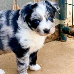 Ember - Blue merle female Australian Shepherd puppy in Mineral Wells, Texas from A6 Australian Shepards