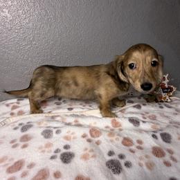Britney - Brindle female Dachshund puppy in Tahlequah, Oklahoma from Quick Little Dachshunds