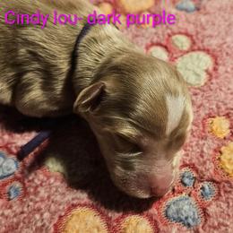 Cindy Lou - Dr Suess Litter - Caramel red female Labradoodle puppy in Phelan, California from Family Doodles