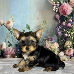 Charlie 2000 - Black and tan male Yorkshire Terrier puppy in Nicholls, Georgia from Southeast Biewers