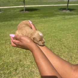 Casie - Cream female Goldendoodle puppy in Forney, Texas from Cityline Goldendoodles