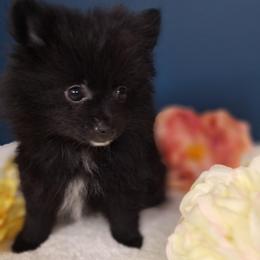 Cody - Black male Pomeranian puppy in Tampa, St Petersburg, Florida from Diana's Pomeranians