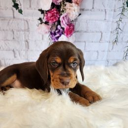 Beagle Puppies from Lovan's Spring Creek Kennel