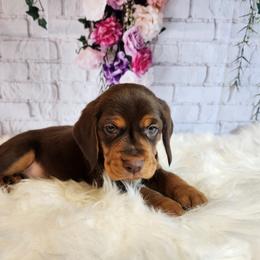 Beagle Puppies from Lovan's Spring Creek Kennel