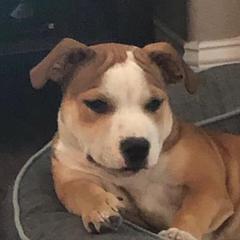 Penny - Staffordshire Bull Terrier