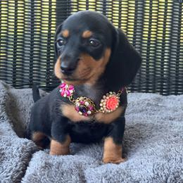 Girl 4 - Black and tan female Dachshund puppy in Choccolocco, Alabama from Ace’s Doxies