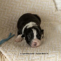 Puppy 2 Light Blue - Black tri-color female Australian Shepherd puppy in Avoca, Iowa from Danker Farms