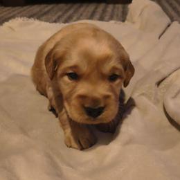 Moose (silver collar) - Dark golden male Golden Retriever puppy in Tenino, Washington from Oak River Goldens'