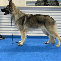 Shiloh Shepherd puppies from Super Nova Shilohs