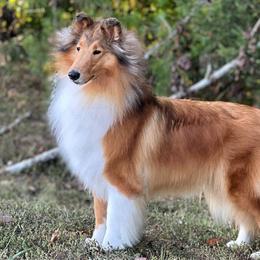 Eden - Collie