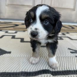 Australian Shepherd and Miniature Australian Shepherd Puppies from Happy Little Aussies