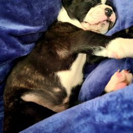 Boston Terrier Puppies from The Christian Bostons