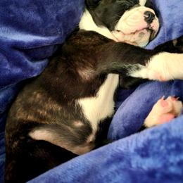 Boston Terrier Puppies from The Christian Bostons